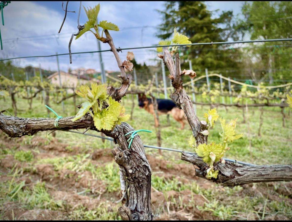 Апарт отель Donna Vittori - Borgo Agricolo Paliano Экстерьер фото